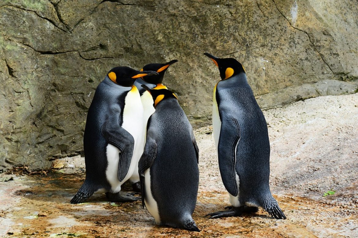 Penguin 4.0 is now running – Real time so all good and bad